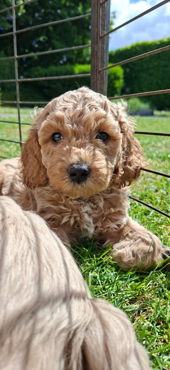 Lieve Australian Labradoodle pups zoeken hun gouden mandje!