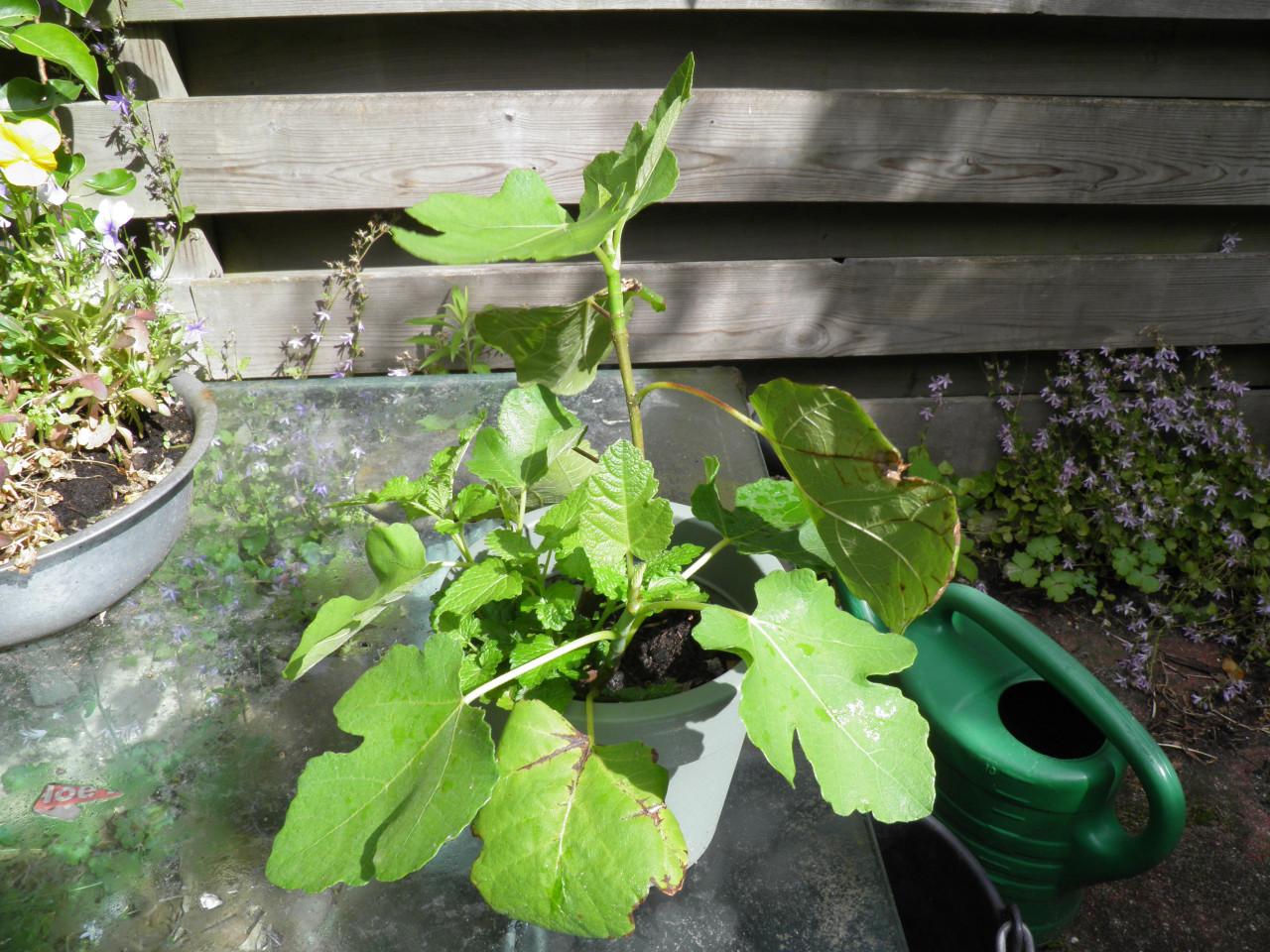 Twee vijgenplanten