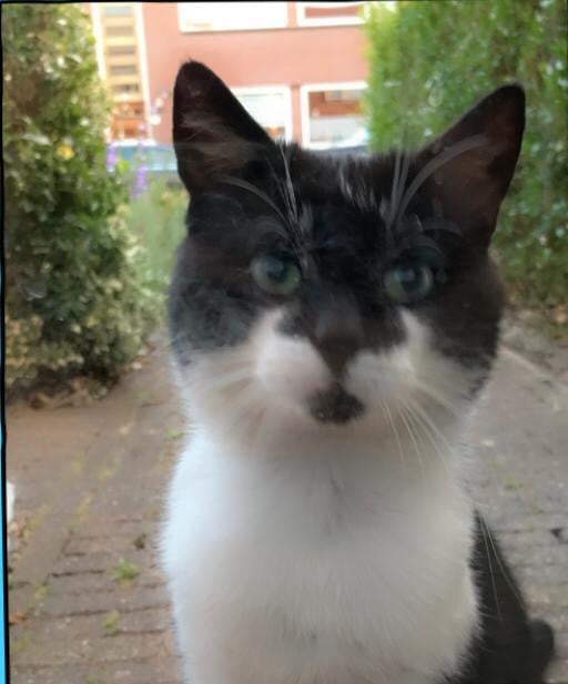Kater Kareltje