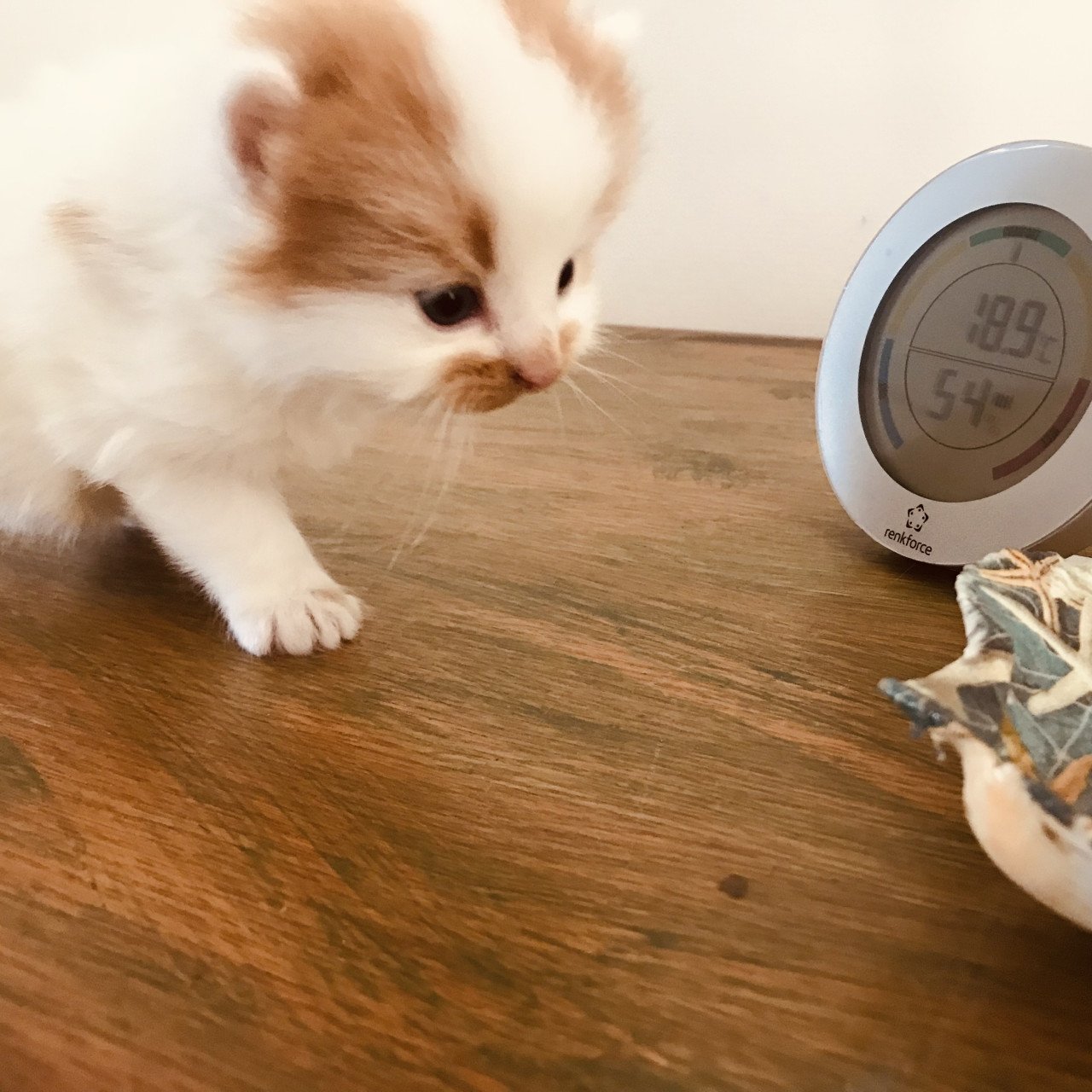 Kittens