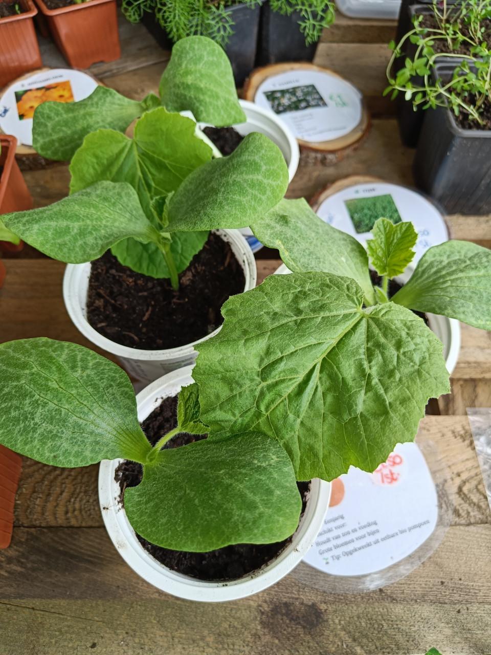 🌱🏵️ Biologische moestuin plantjes, bloemen en kruiden 🏵️🌱