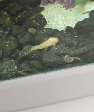 Jonge borstelneus algeneters