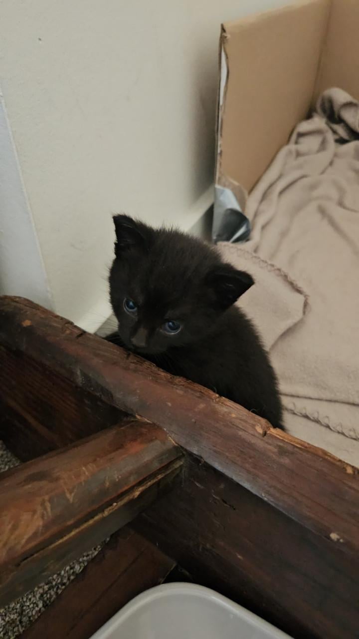 Kittens te koop
