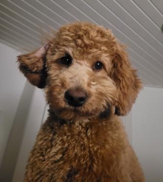 Lieve hondenoppas gezocht