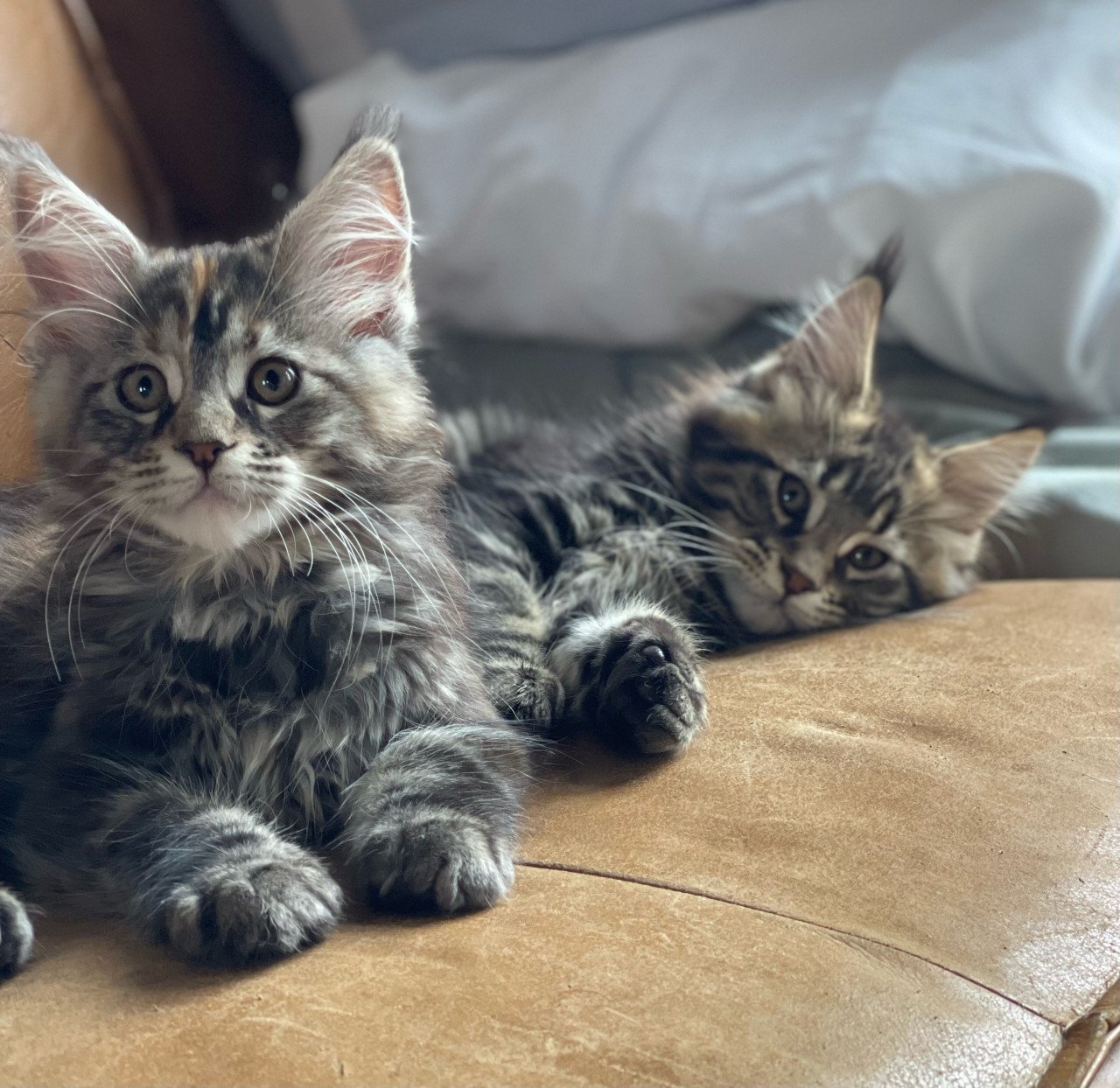 Xxl maine coon kittens