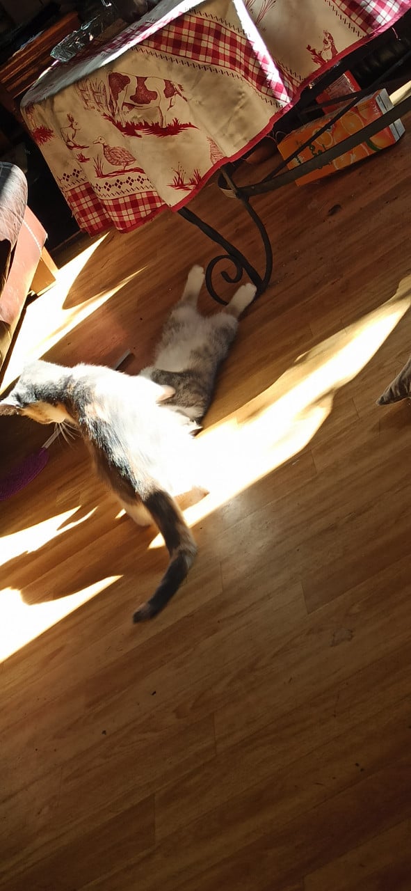 3 Kittens looking for a good home