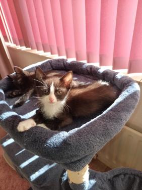 Kittens