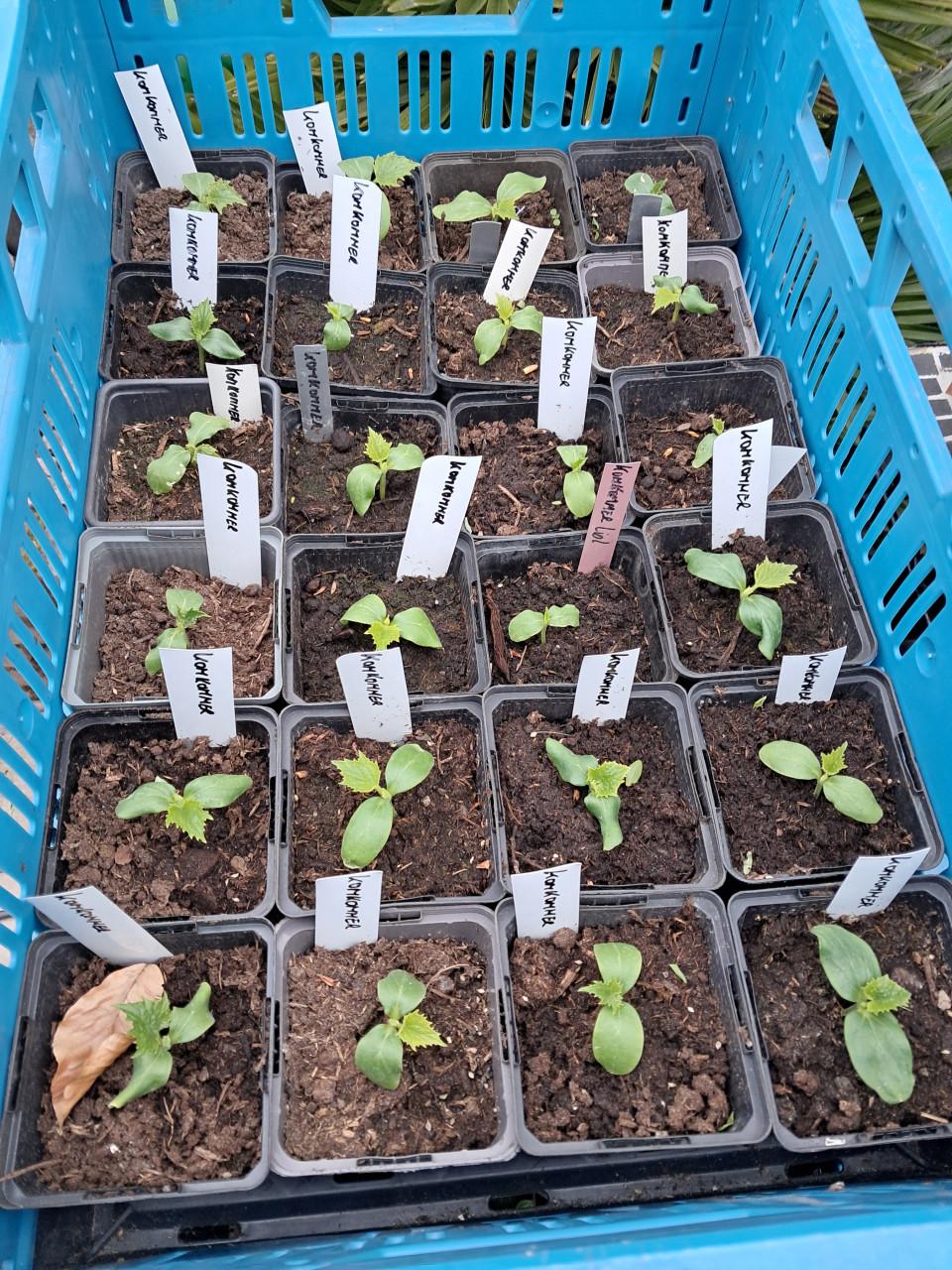 Courgette en (snack)komkommer planten