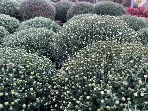 Bolchrysanten ACTIE