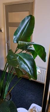 Plant
