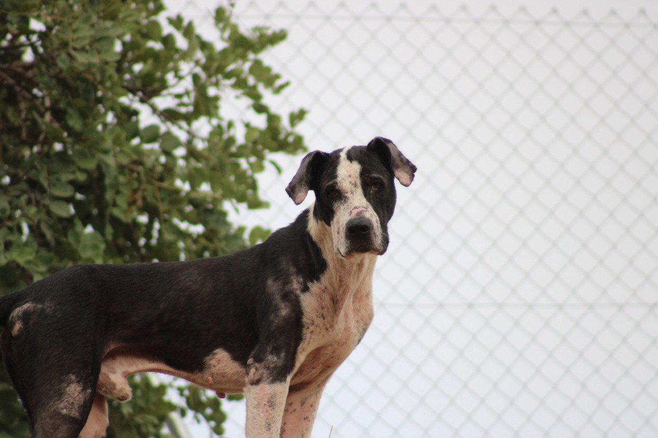 Alora Dog Rescue: Onyx, op tijd gered en nu klaar voor een nieuwe start