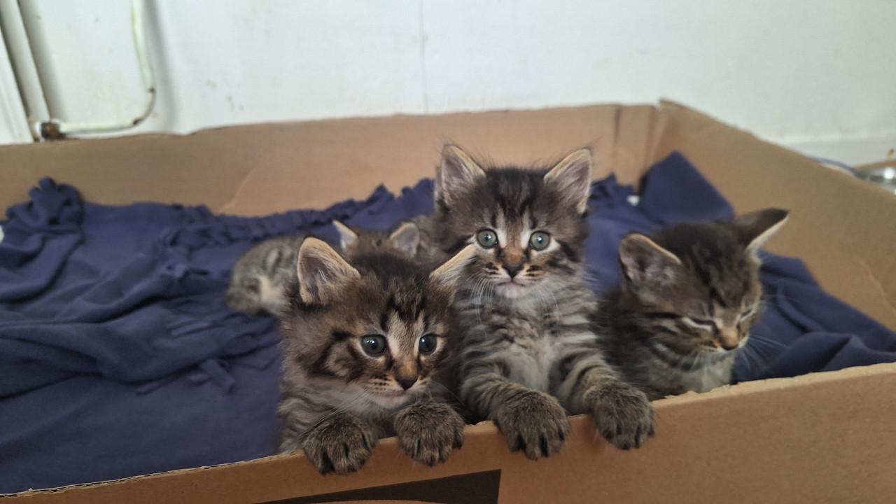 Kittens