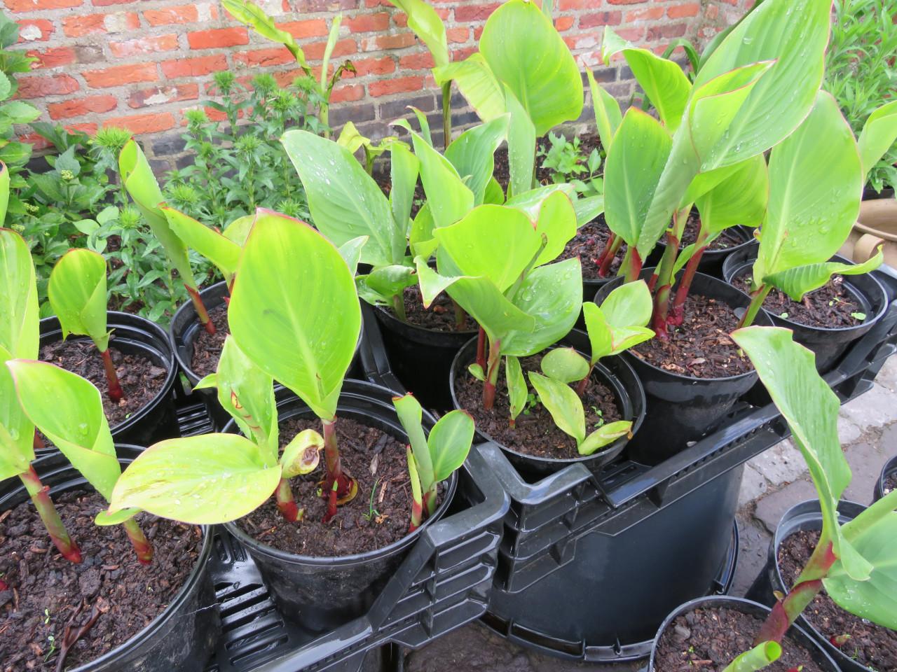 Canna in pot