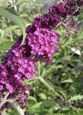 Vlinderstruik Buddleja Davidii kleur roze, Royal Red 80/100 cm