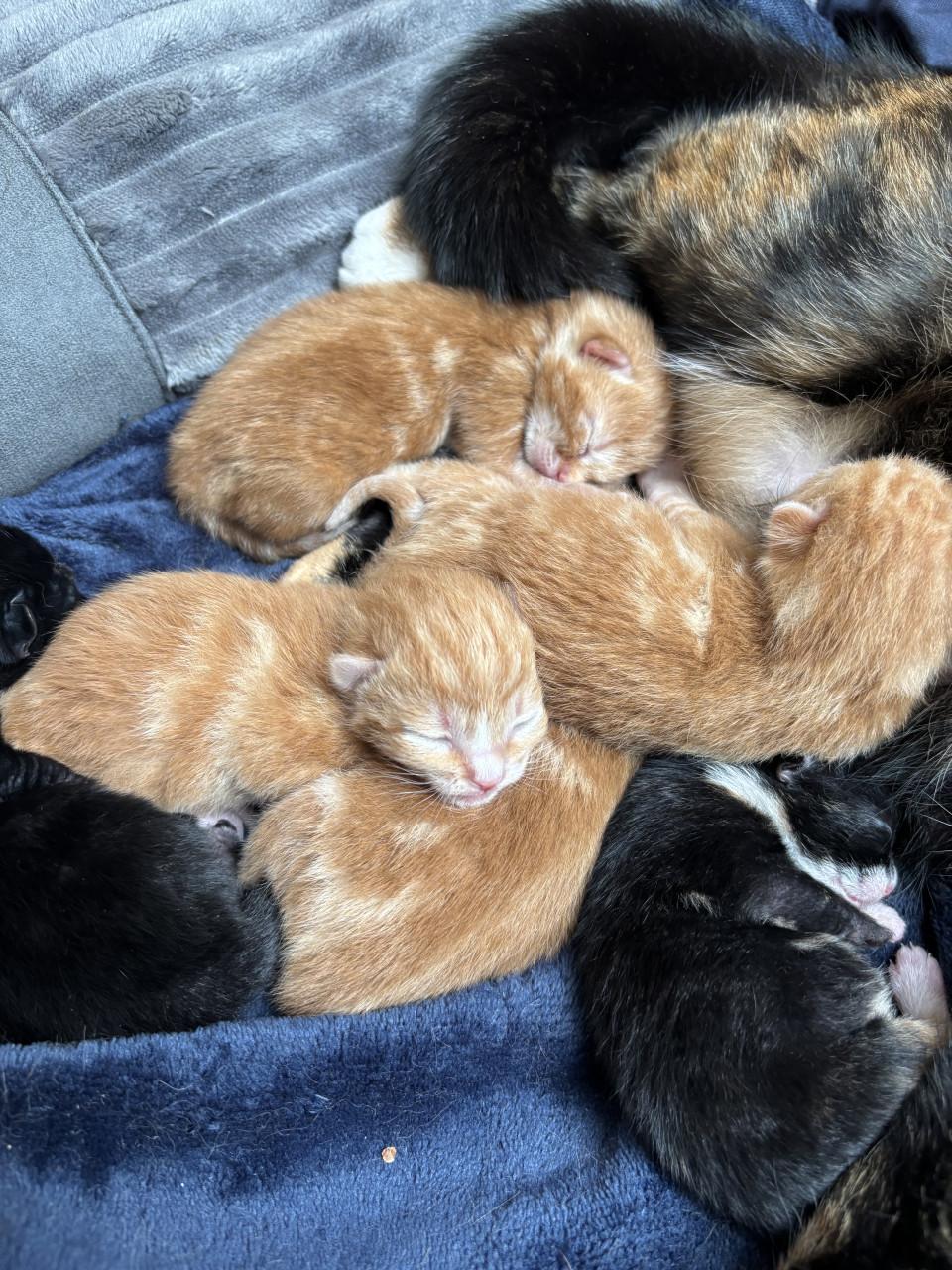 Kittens zoeken gouden mandje ❤️