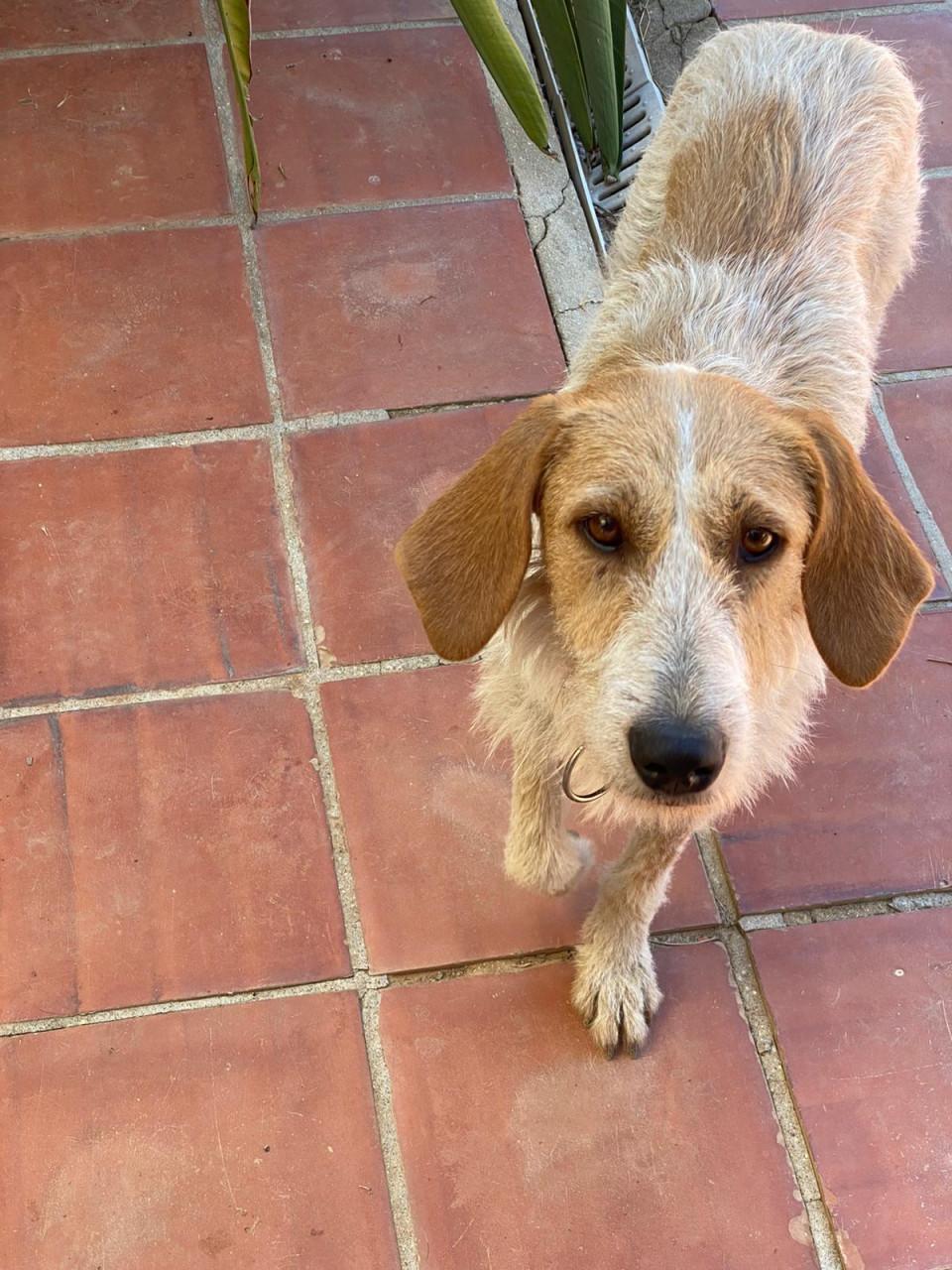 Alora Dog Rescue: Effie, wie geeft haar een thuis