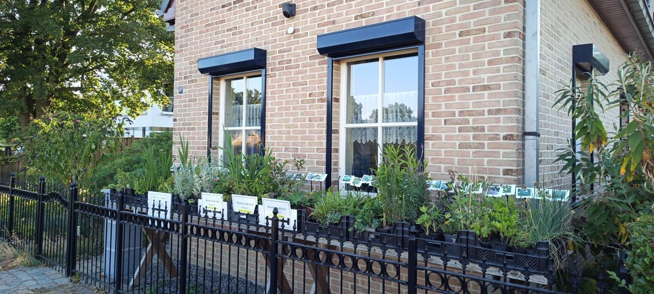 Gezonde, sterke en mooie planten in ons Plantenkraampje per stuk €1,25 !