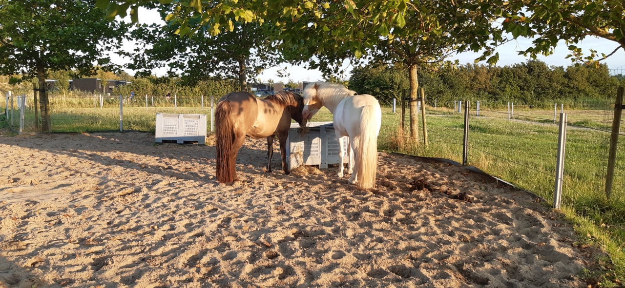Plekje vrij op paddock paradise Oostkapelle