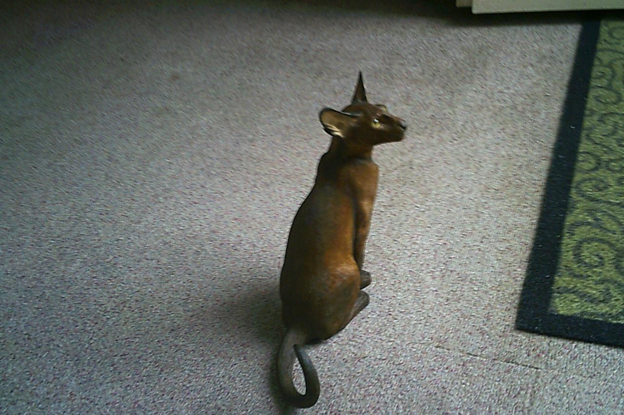 LEVENSECHT beeld SIAMESE KAT - uitgave van Fine Art ...