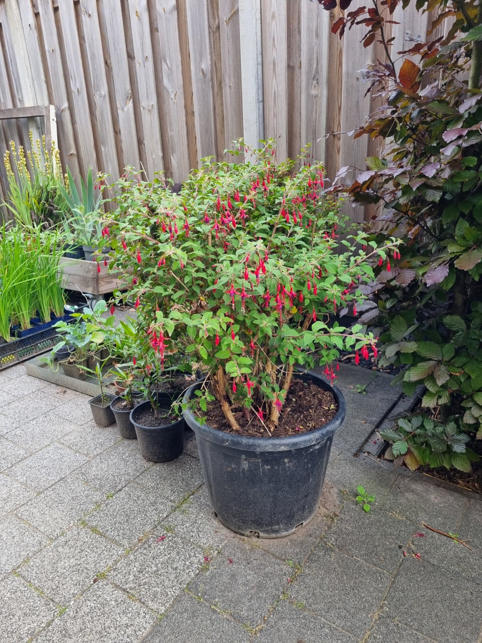 Fuchsia