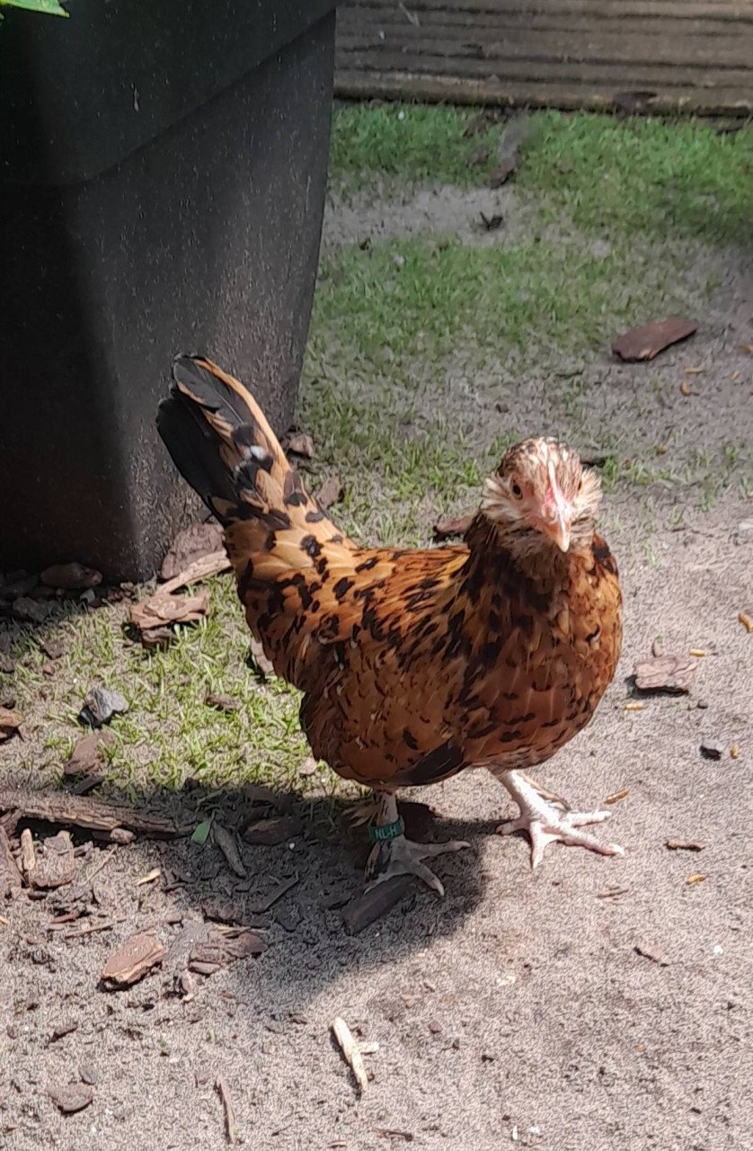 2 kriel hennetjes (ukkels)