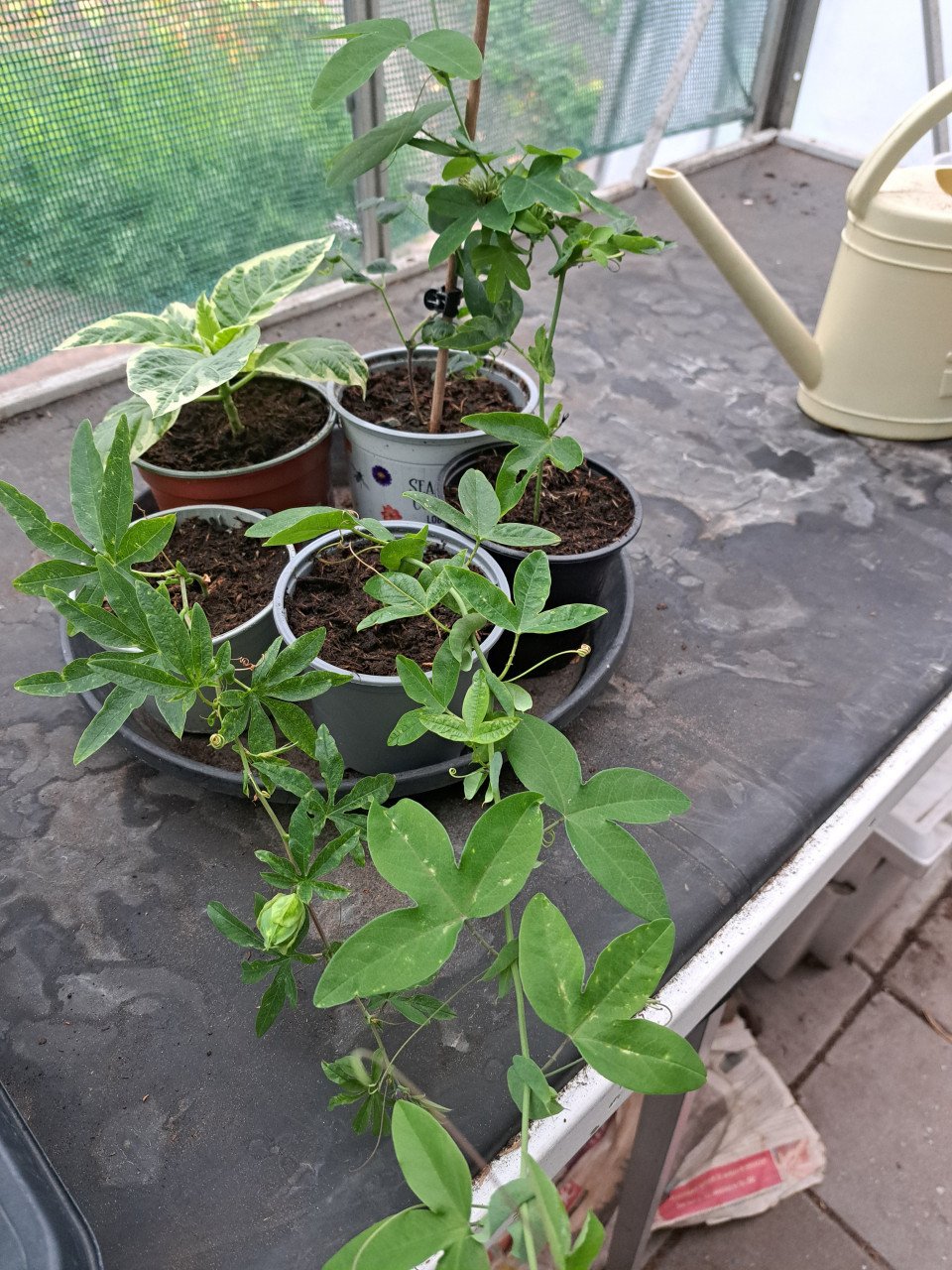 VERSCHILLENDE TUINPLANTEN