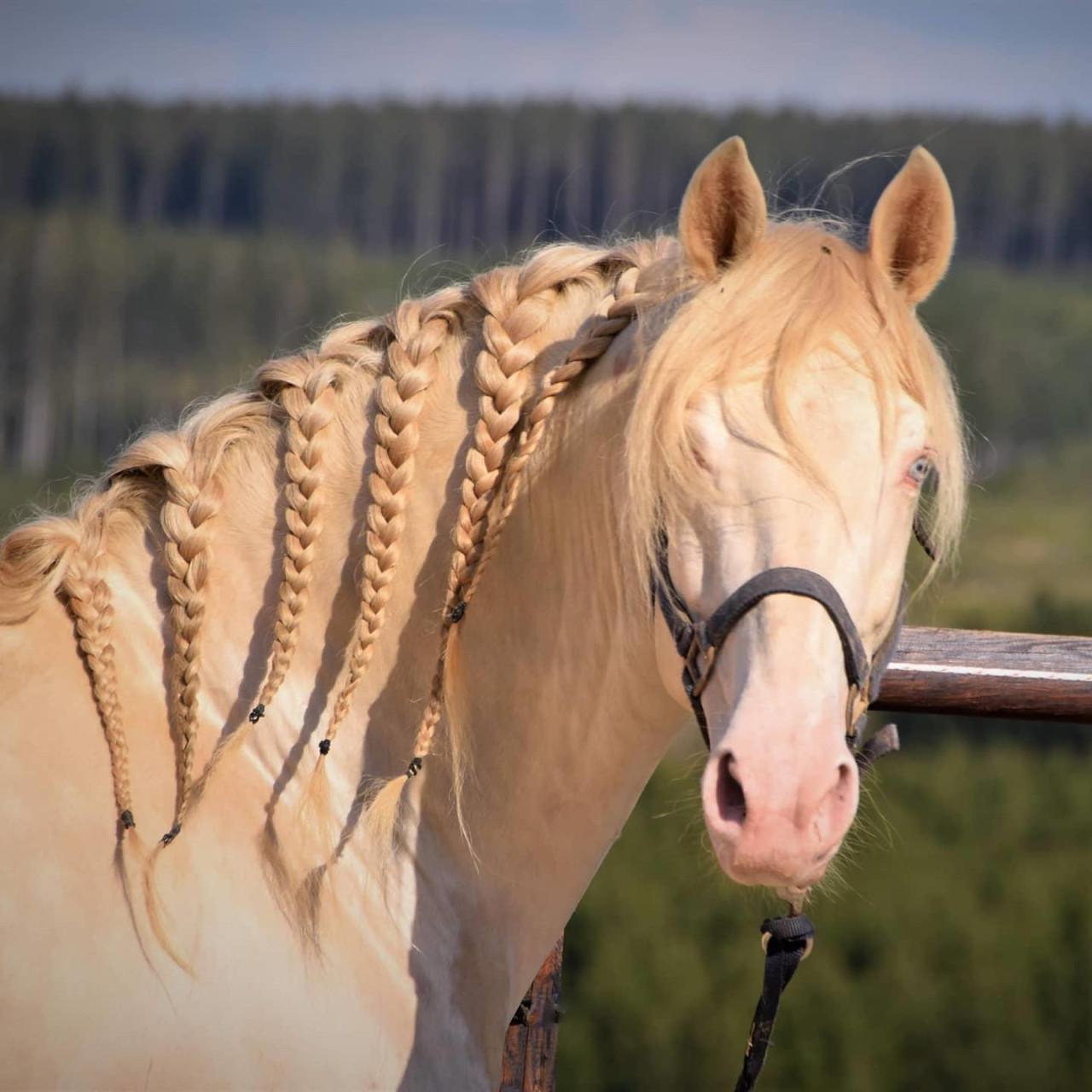 5-jarige Palomino PRE merrie