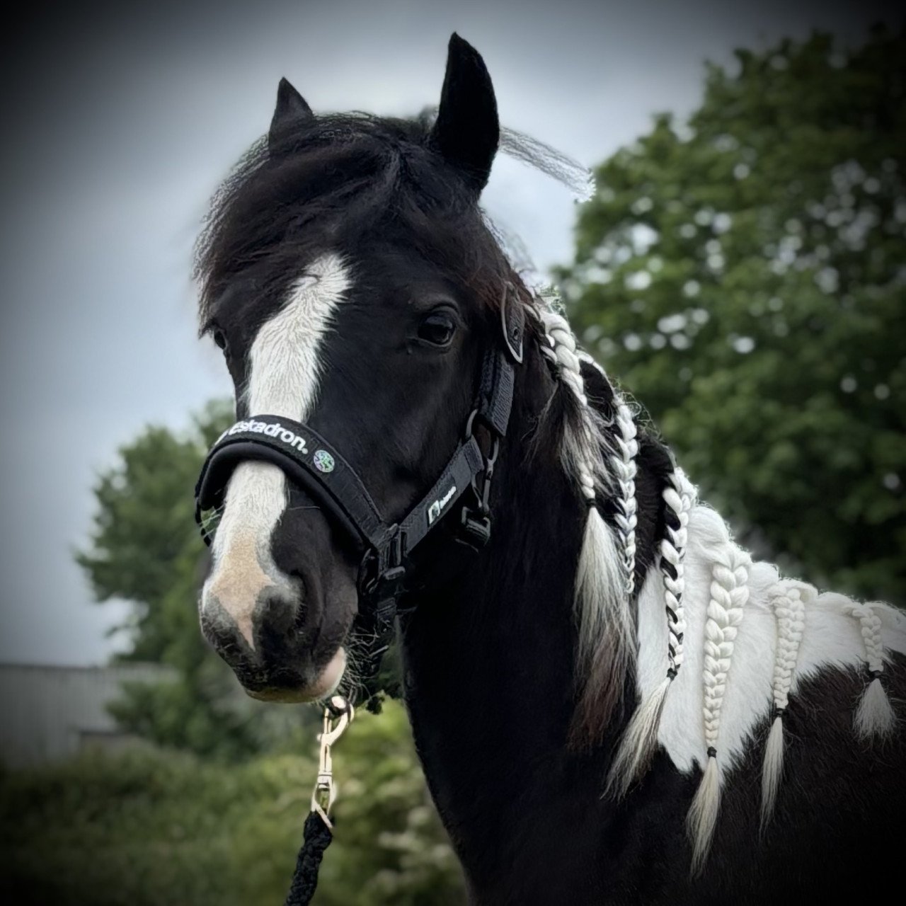 Super lieve Tinker merrie