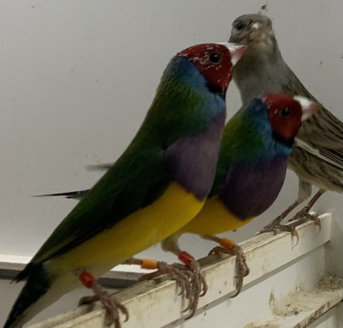 Gouldamadines (uit buitenvoliere)