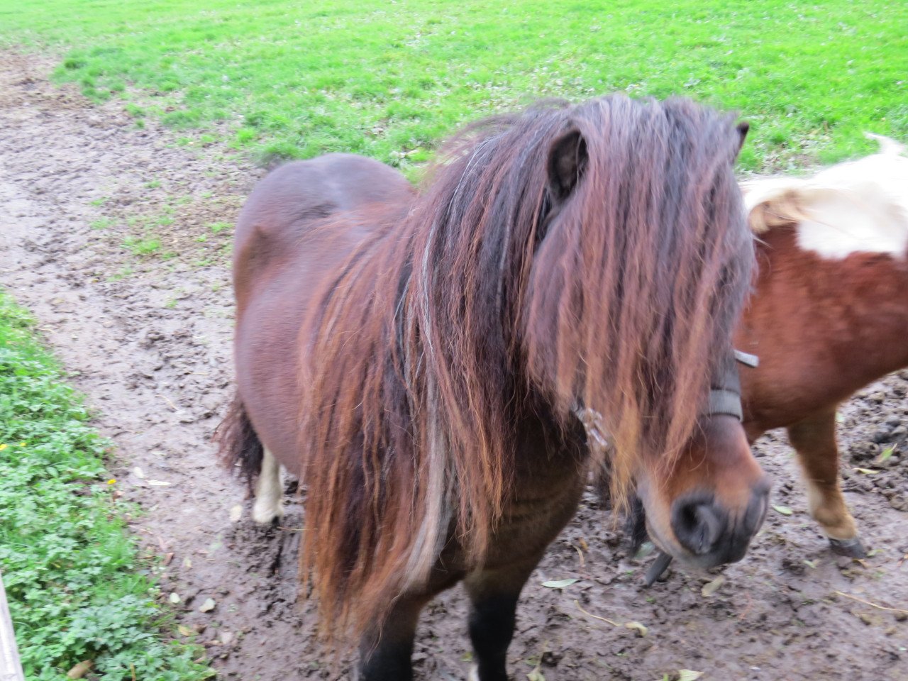 Shetlander