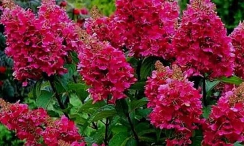 Pluimhortensia Wim's Red