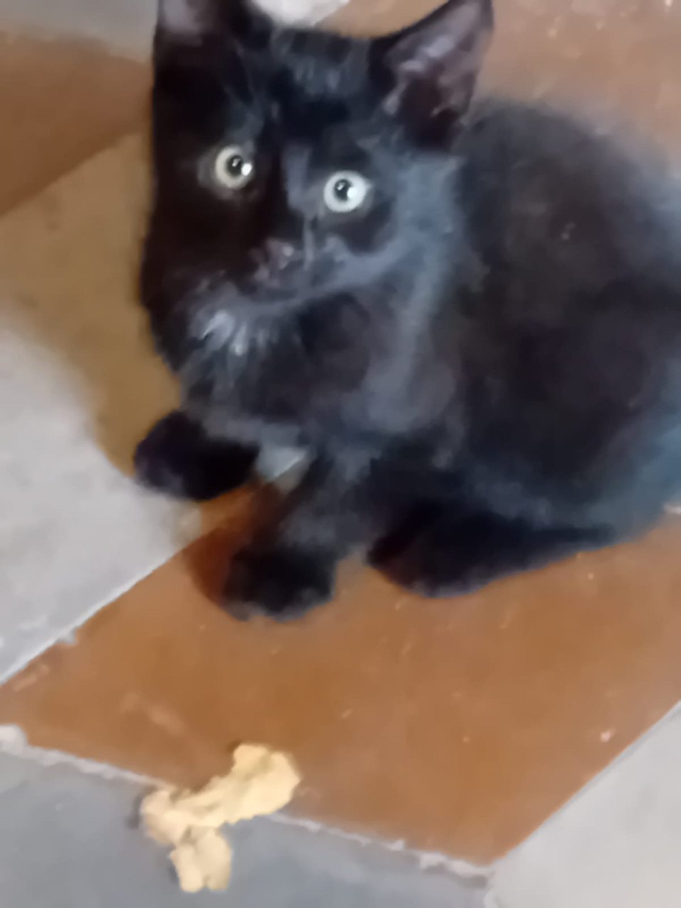 KITTENS
