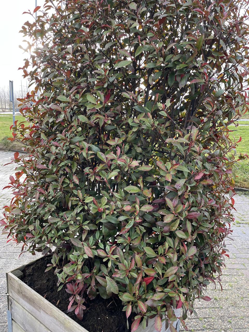 Red Robinia Photinia op stam (12 stuks)