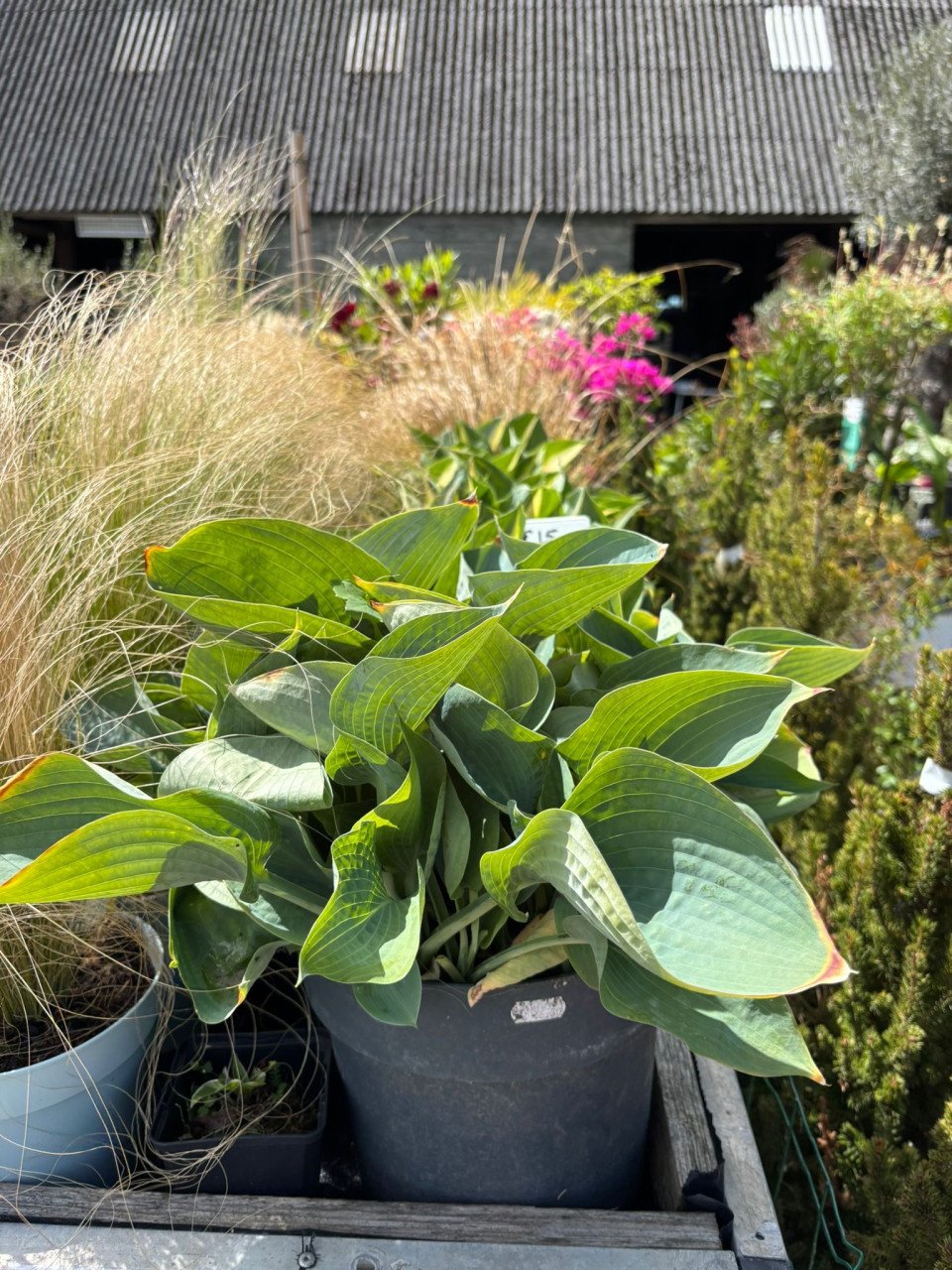 HEMELVAARTSDAG OPEN - PLANTEN EN MEER