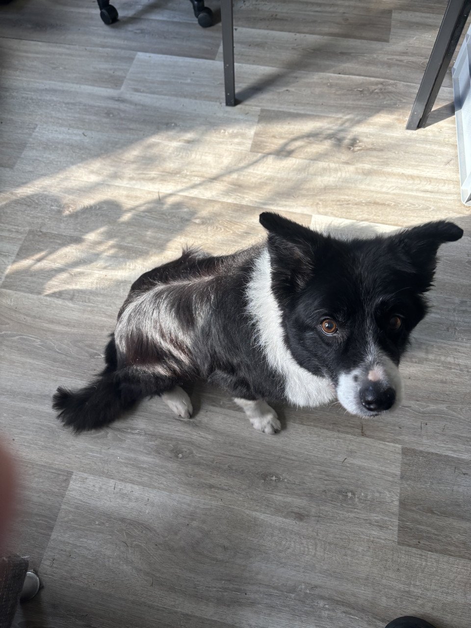 Bordercollie