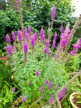 Vaste planten uit hobbykweek