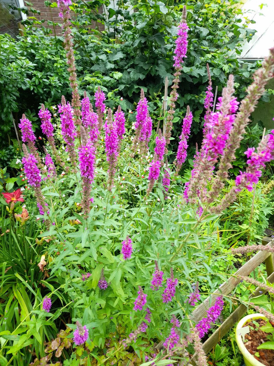 Vaste planten uit hobbykweek