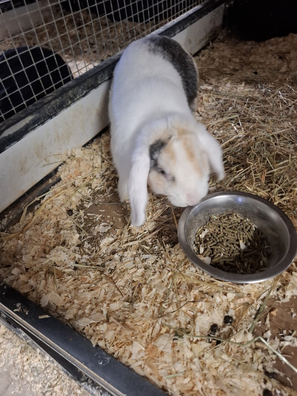 3 dolle dierendagdagen bij DIERTOTAALARJO...
