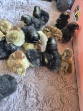 Kuikens te koop cochin kans op krul