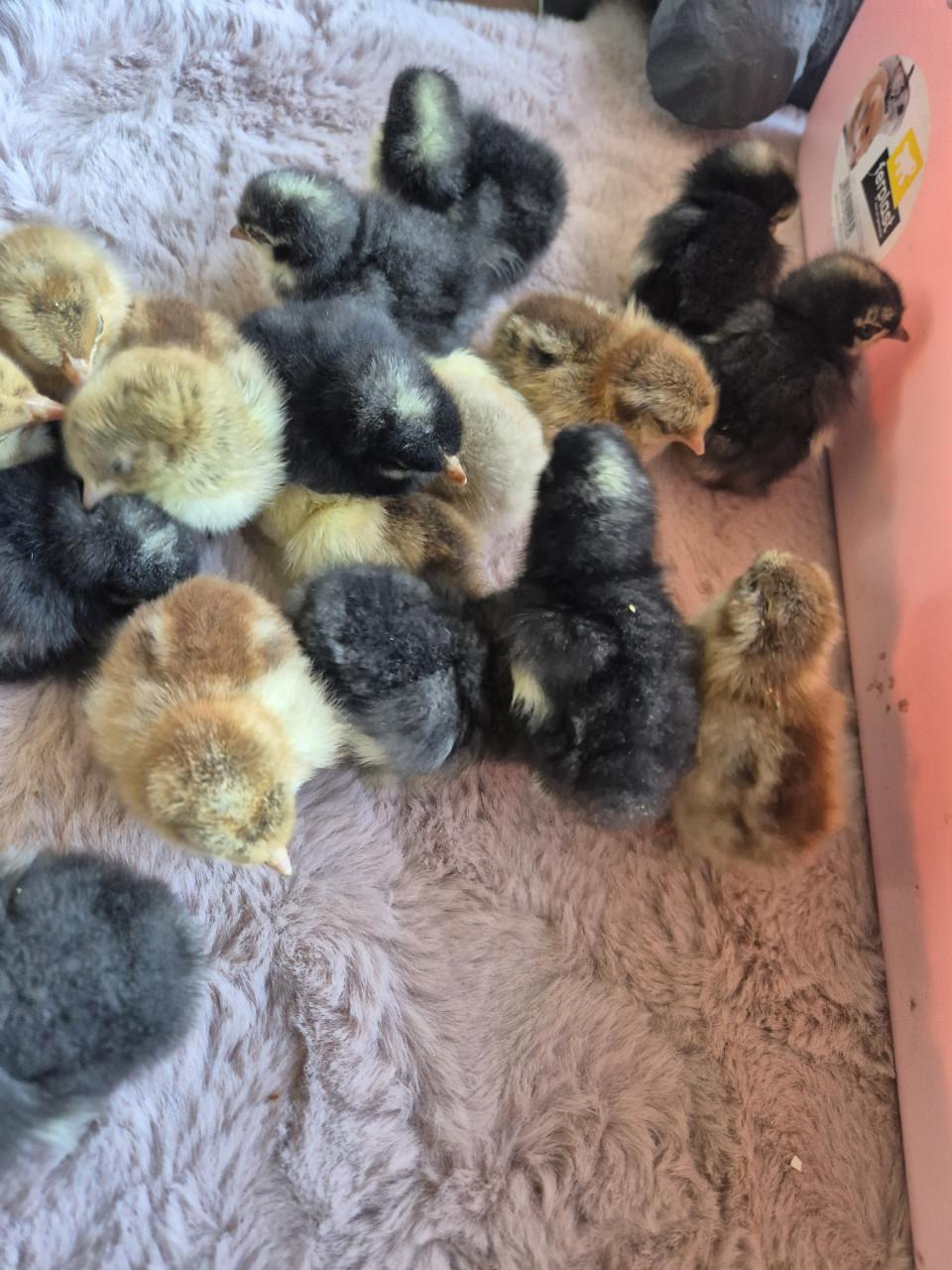 Kuikens te koop cochin kans op krul