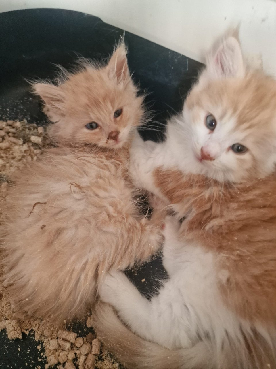 Te koop mooie Maine Coon kittens