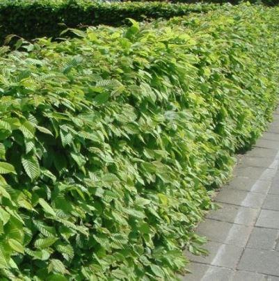 Haagbeuk - Carpinus Betulus