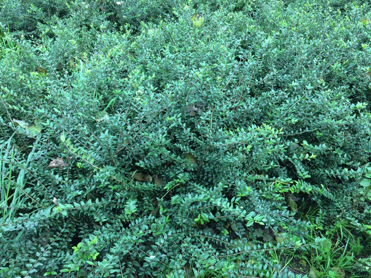 Lonicera nitida (maigrun/elegant)