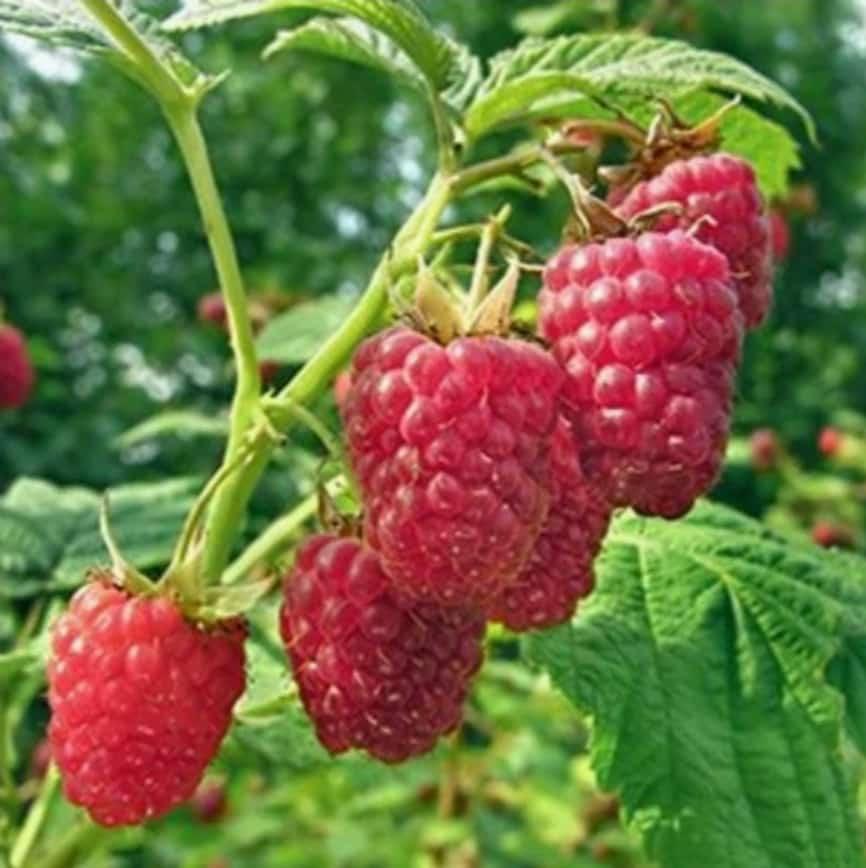 Zomer Frambozenplant / Frambozenstruik