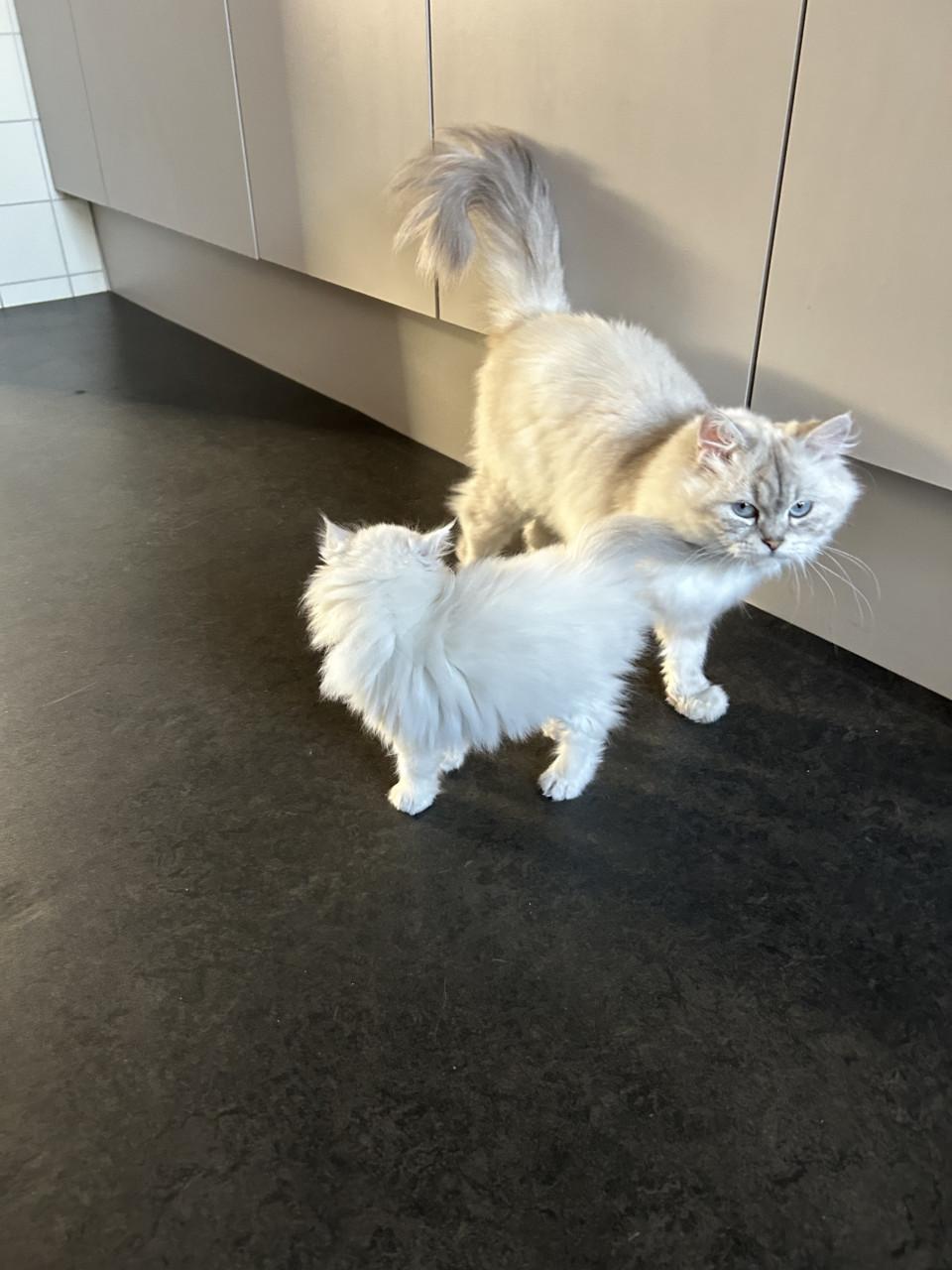 Schitternde poes zkt liefdevol huis evt met haar kitten samen