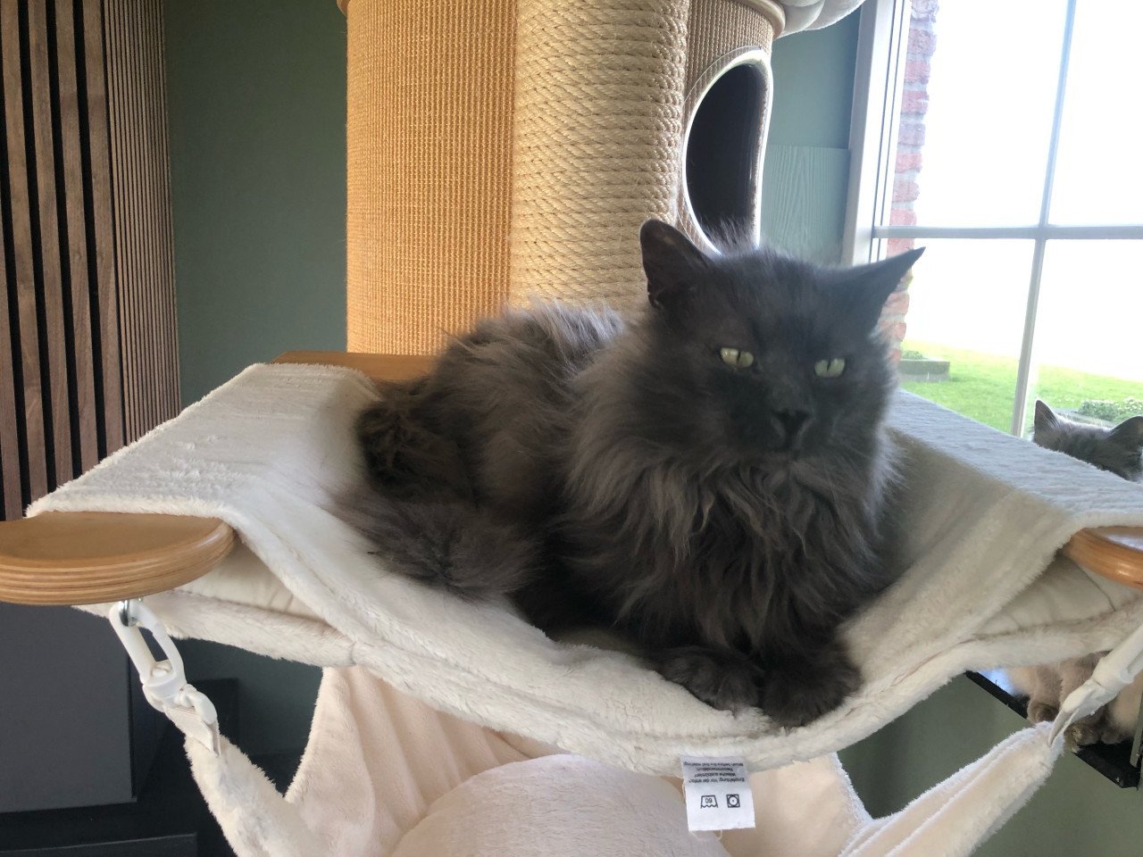 Ragdoll x Nebelung kittens
