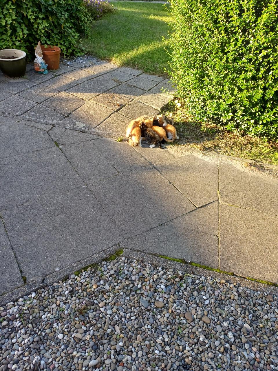 Tegen een kleine vergoeding, leuke poesjes af te halen.