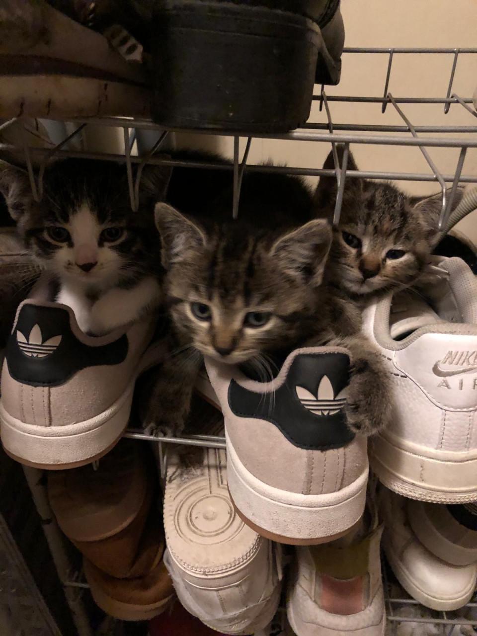 Kittens (mannetjes)