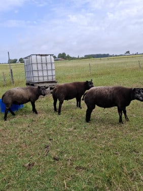 Blauwe Texelaar dek rammen.