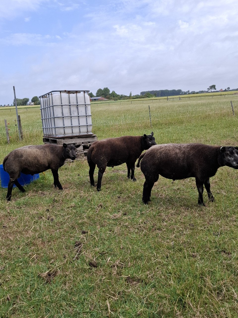 Blauwe Texelaar dek rammen.